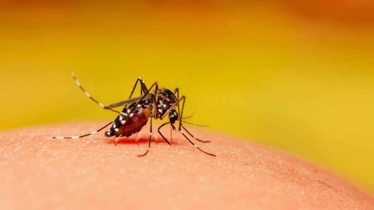 50-50 about Dengue or Covid: preventive measures and symptoms - Asiana Times