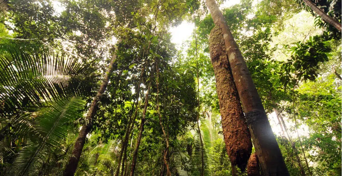 COP15 Historic Deal To Safeguard Earth's Biodiversity - Asiana Times