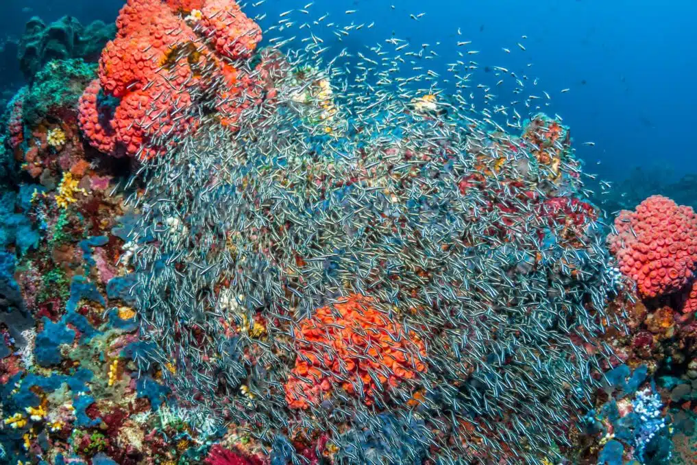 Coral Reefs- Yellow Band disease