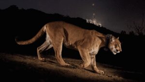 LA's Mountain Lion, P-22