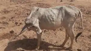 cattle affected by lumpy virus