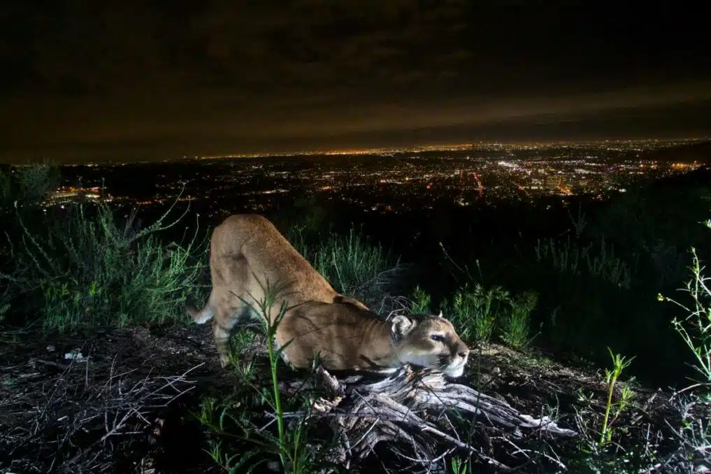 Wildlife Officials Entrapped LA’s Famous Mountain Lion P-22 In Los Feliz Backyard - Asiana Times