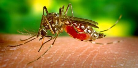 <strong>Malaria (Infection & Transmission) Can Be Highly Reduced By The New mRNA Vaccines: Study</strong> - Asiana Times