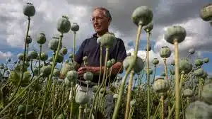 Opium Farming