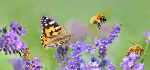 <strong>At COP15, India calls for an exclusive fund for biodiversity conservation.</strong> - Asiana Times