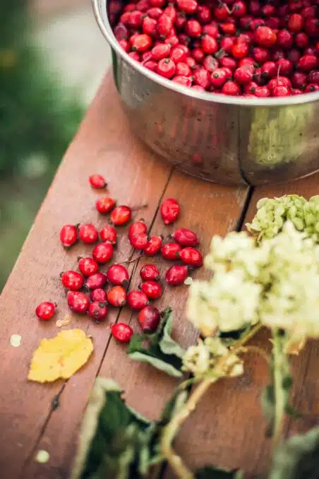 Cranberry Juice: Fights Urinary Infections, Gastric Ulcers and More - Asiana Times