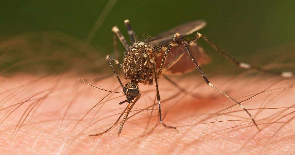 Mosquitoes are sole carriers of zika virus