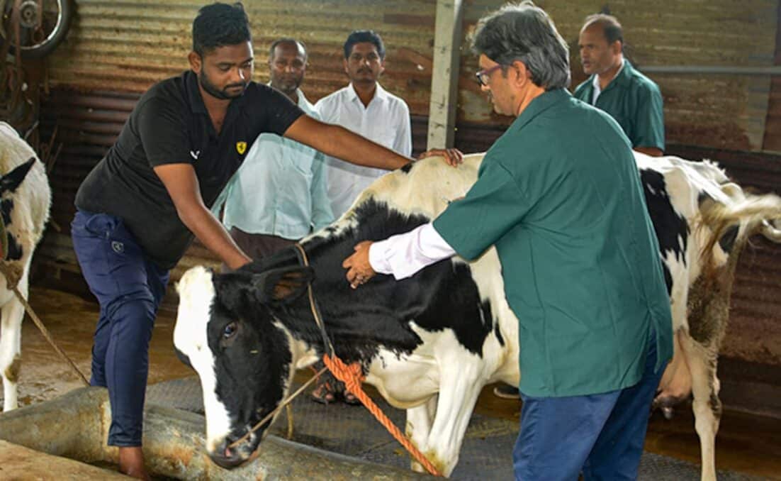 cattle vaccinated against lumpy skin disease