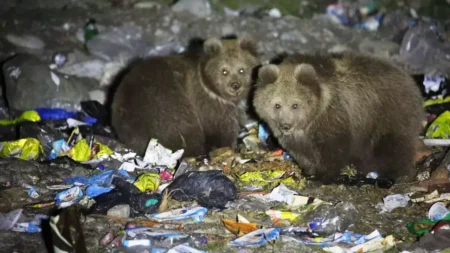 himalayan brown bear eating garbage