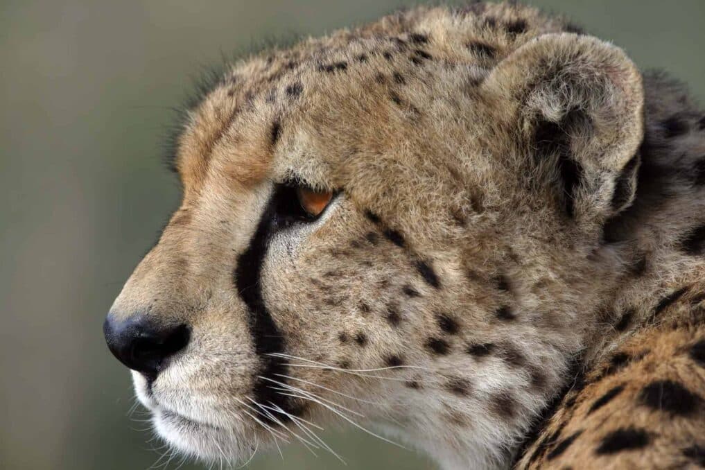 Arrival of the second batch of 12 Cheetahs, in January - Asiana Times