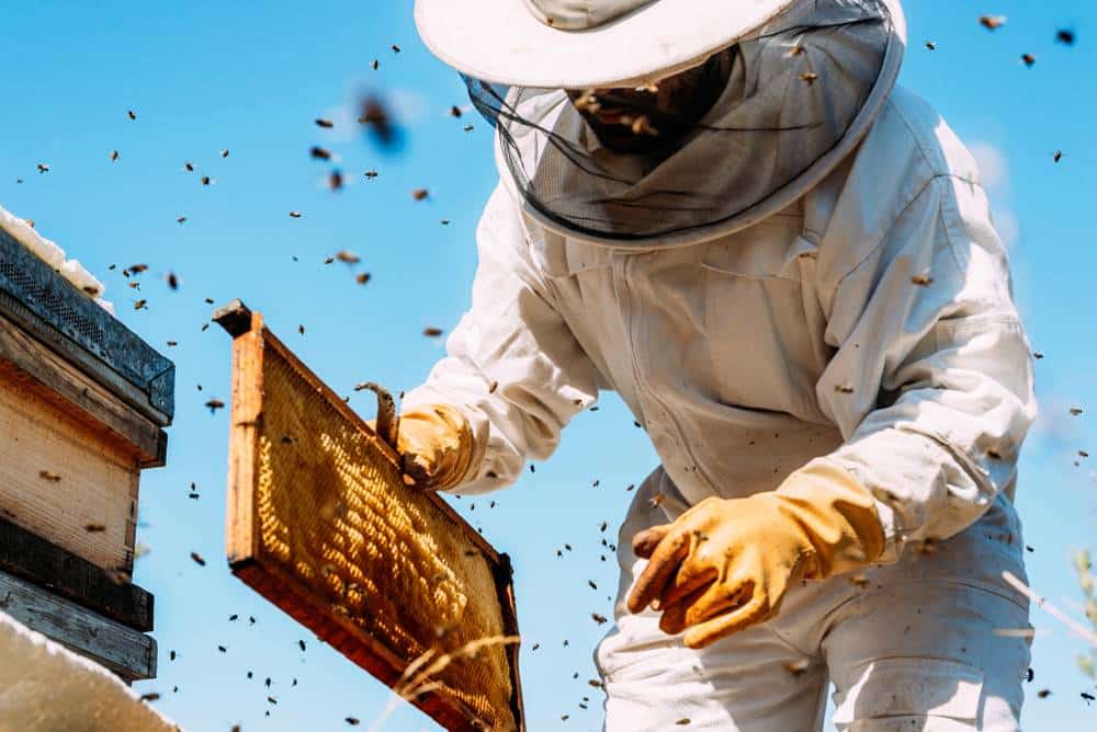 Beekeeper holding a swarm of honey bees