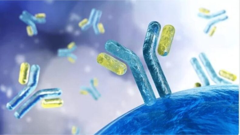 A Novel Approach May Prevent Antibodies From Triggering Immune Rejection - Asiana Times