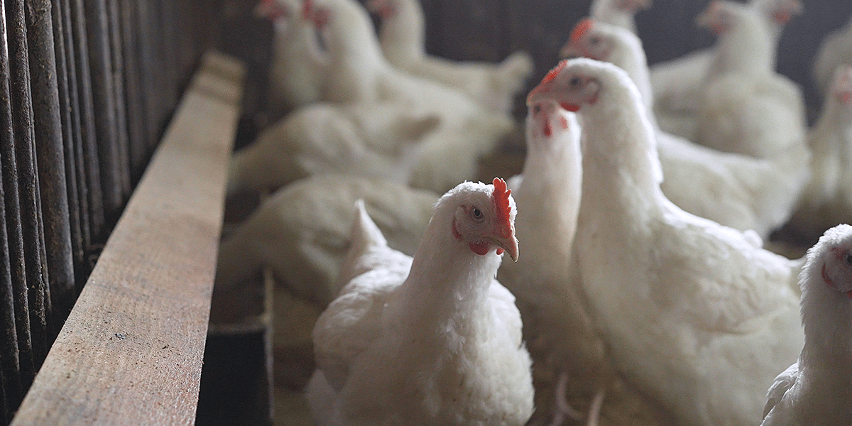 The bird flu virus mainly affects birds and rarely humans
