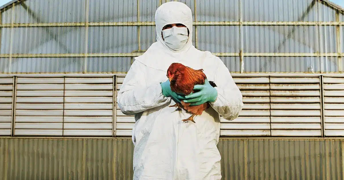 Ecuador Confirms First Case of Bird Flu Virus Infection in Humans - Asiana Times