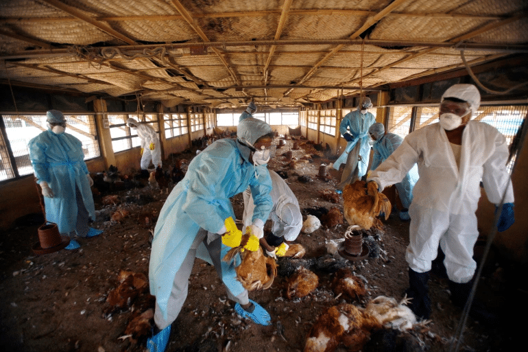 Ecuador Confirms First Case of Bird Flu Virus Infection in Humans - Asiana Times