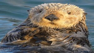 Alaskan Sea Otter getiing hunted by wolves