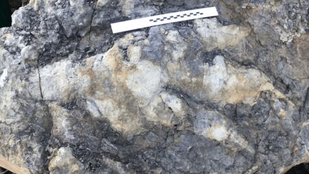 <strong>Meat Eating Dinosaur Footprint Discovered in the UK</strong> - Asiana Times