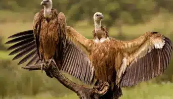 declining vulture population