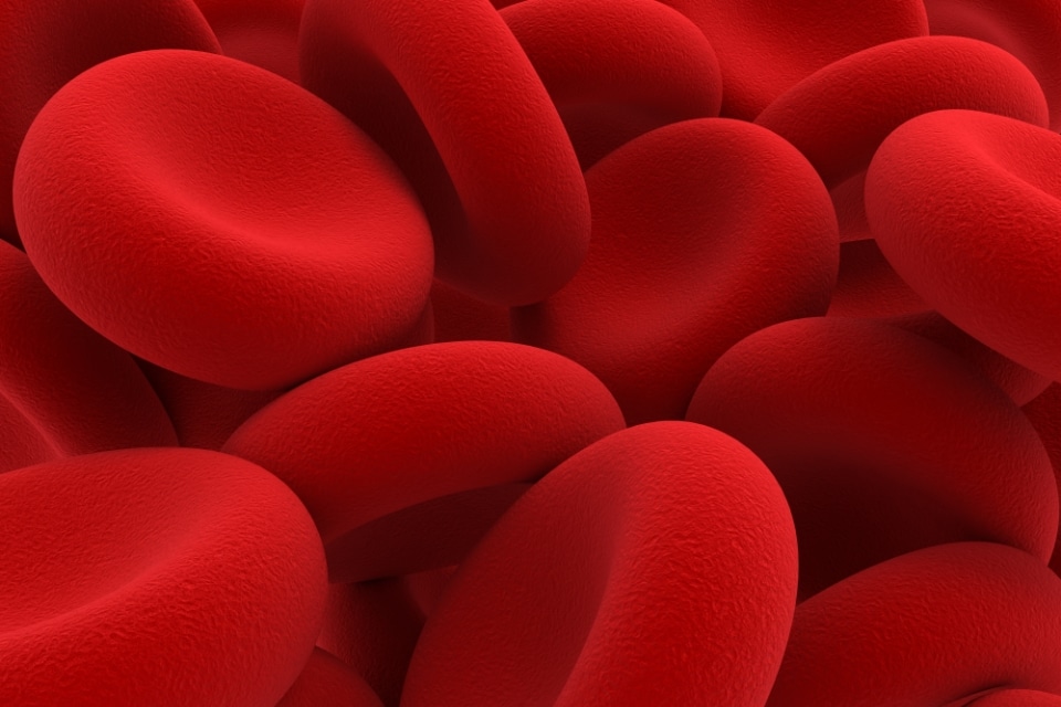 Red Blood Cells