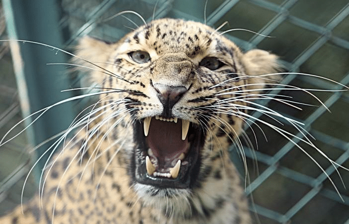 Toddler In Mumbai Killed In Leopard Attack In Aarey Colony￼ - Asiana Times