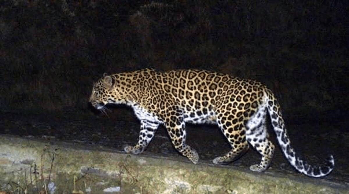 Toddler In Mumbai Killed In Leopard Attack In Aarey Colony￼ - Asiana Times