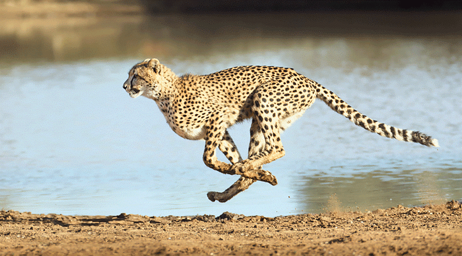 Imported Cheetah Surge: 12 New Cheetahs gift for India - Asiana Times