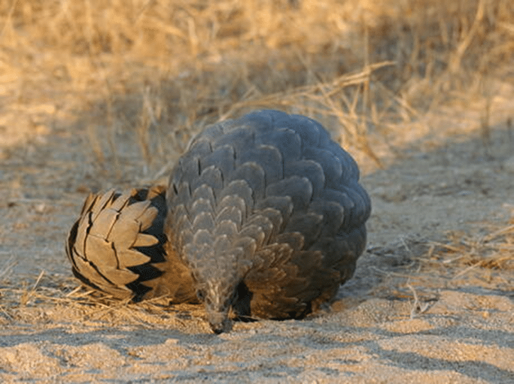 Pangolin in Peril: Delicacy in plates serves a loss of biodiversity after more than 1000 poached. - Asiana Times