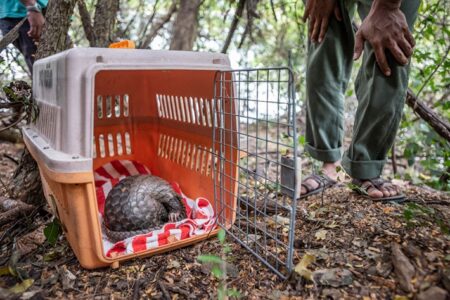 Pangolin in Peril with over 1000 species being poached between 2018-2022 from India across East Asian Illegal Markets