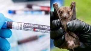 Marburg Virus - A Threat Confined to Equatorial Guinea or The Whole World - Asiana Times