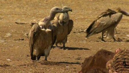 NSAID alert over nation’s declining vulture population NSAID alert over nation's declining vulture population - Asiana Times