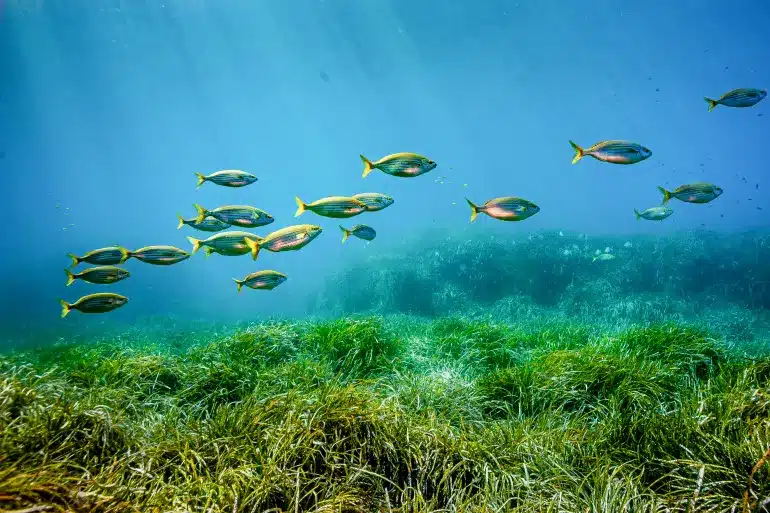 UN Concords to safeguard Marine Biodiversity - Asiana Times