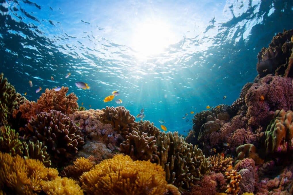 UN Concords to safeguard Marine Biodiversity - Asiana Times