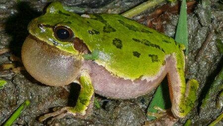 <strong>Killer Fungus: A Threat to Amphibians Across Africa</strong> - Asiana Times