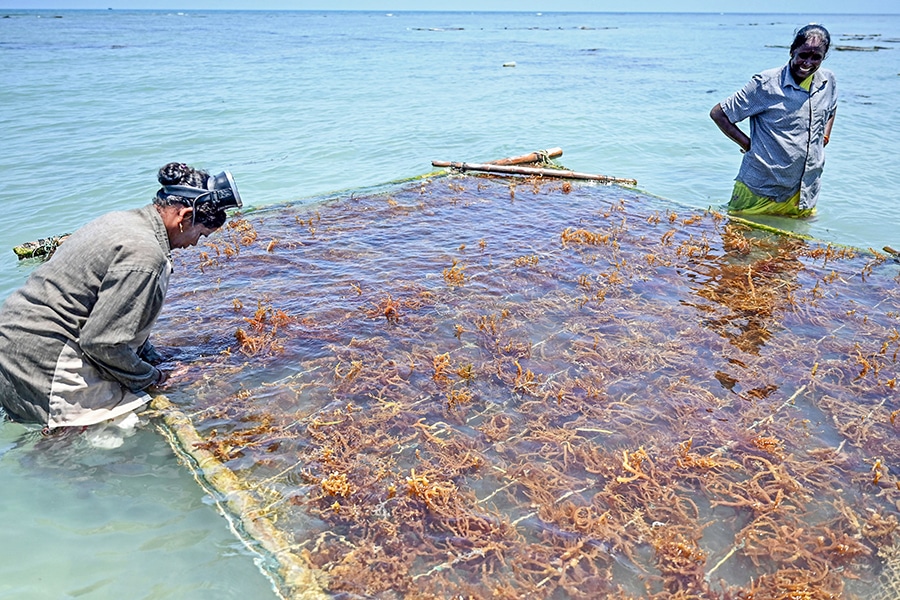 Plastic can be replaced by this Indian seaweed? - Asiana Times