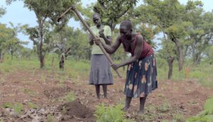 Refugees contribute to reforestation in Northern Uganda - Asiana Times
