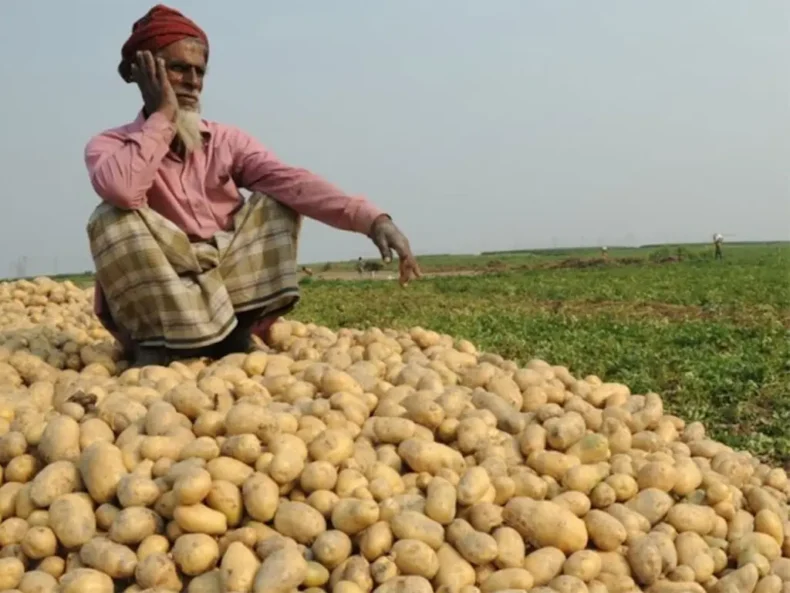 Farmers recommend distribution of Potato Instead of wheat - Asiana Times