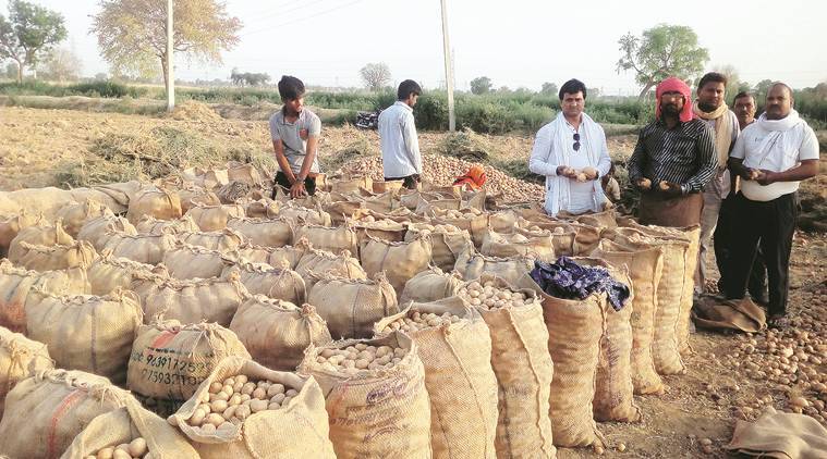 Potato Farmers
