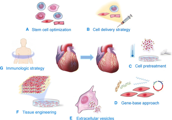 A New Cell Therapy To Treat Heart Disease - Asiana Times