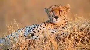 Cheetah Uday