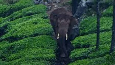 Arikomban elephant search continues in Kerala - Asiana Times