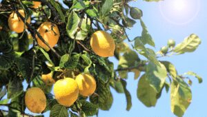 Benefits of Lemon during the Summer - Asiana Times