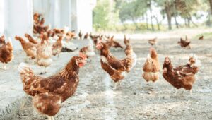 Rise of Bird Flu Cases in 2024- Should We Worry? bird flu cases on rise