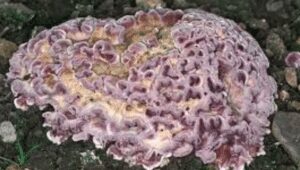 Fungus Infects Human for the First Time in History with Plant Fungus plant fungus causing silver leaf disease in plants