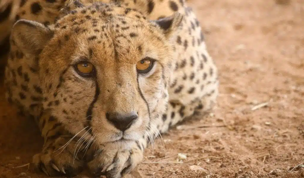 Cheetah at Kuno National Park
