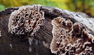 Kolkata man infected by killer plant fungus'22 - Asiana Times