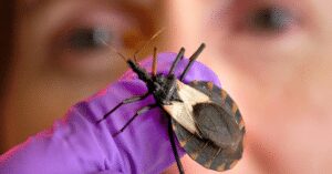 World Chagas Day: A Call to Fight World Chagas Day: A Call to Fight - Asiana Times
