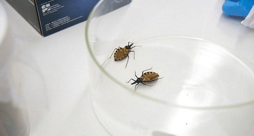 World Chagas Day: A Call to Fight  - Asiana Times