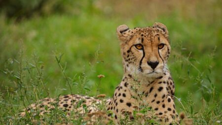 SC Urges Cheetah Relocation from KNP to Rajasthan - Asiana Times