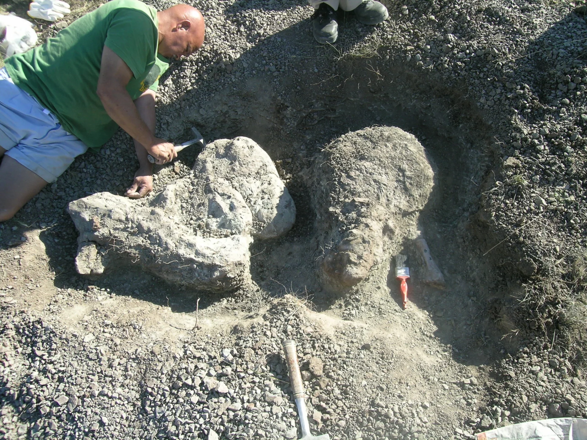 (Image of Inostrancevia fossils in the field sourced from CNN)