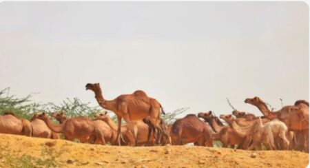 25 Camels Die due to Contaminated Water in Gujrat - Asiana Times